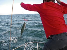 Pescando al curricán